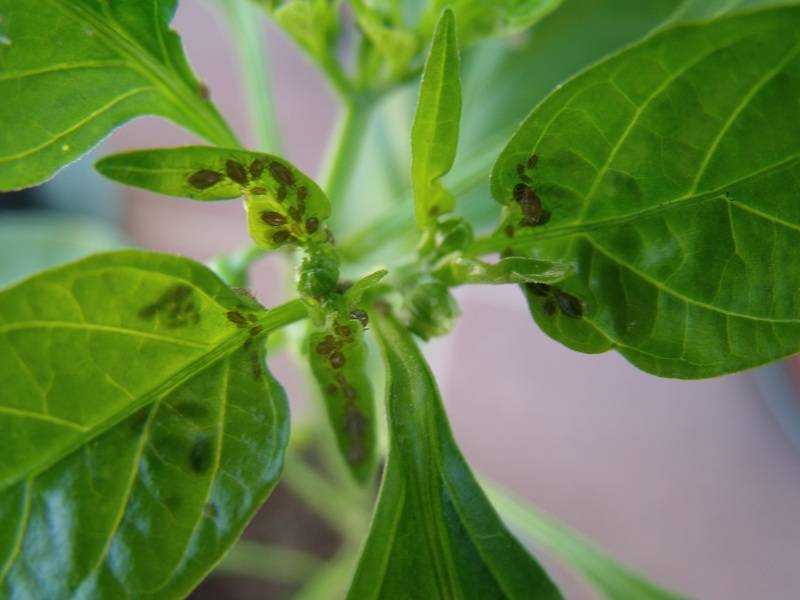 afidi peperoncino