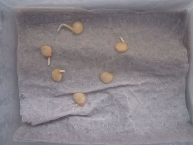 guide scottex germinazione peperoncino