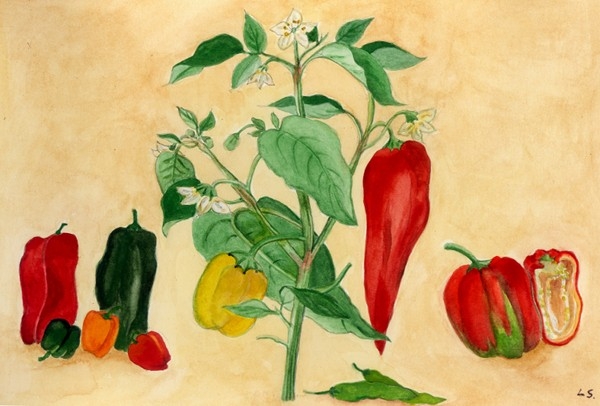 peperoncino