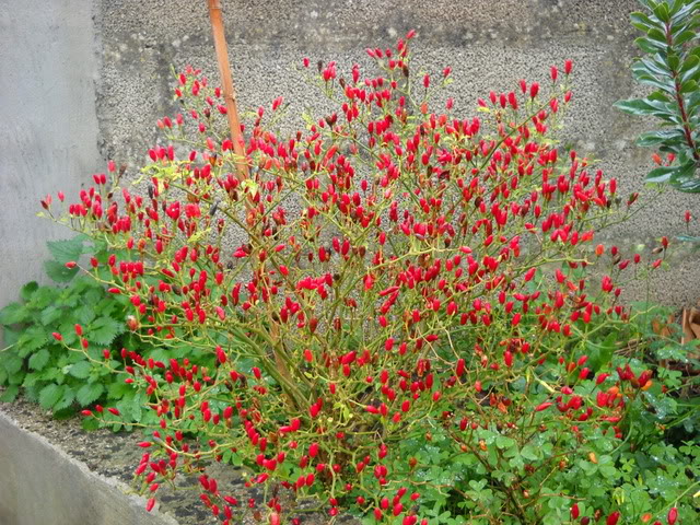 potatura peperoncino
