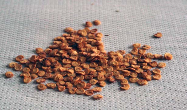 semi peperoncino