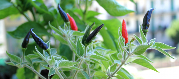 semina peperoncino