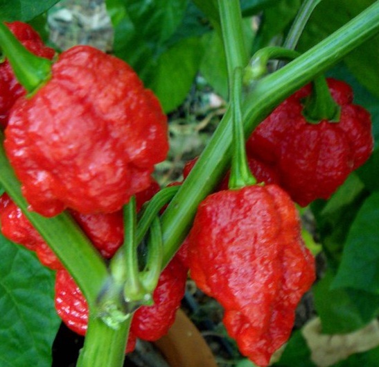7 pod jonah