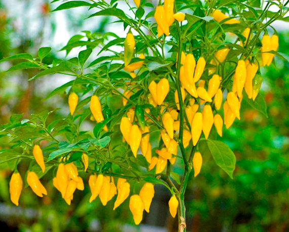 aji lemon drop