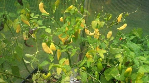 aji pineapple