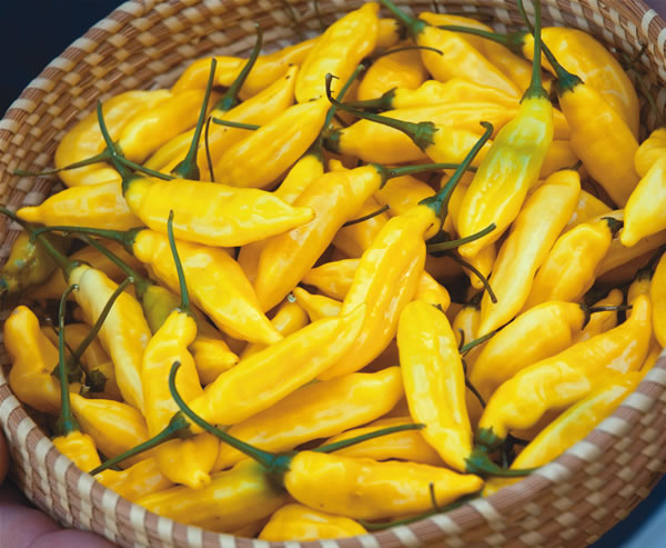 aji yellow