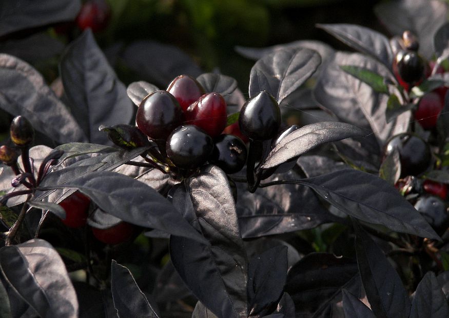 black pepitas