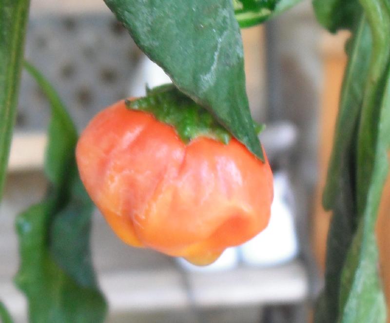 brazilian orange