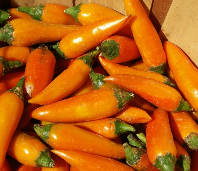 bulgarian carrot