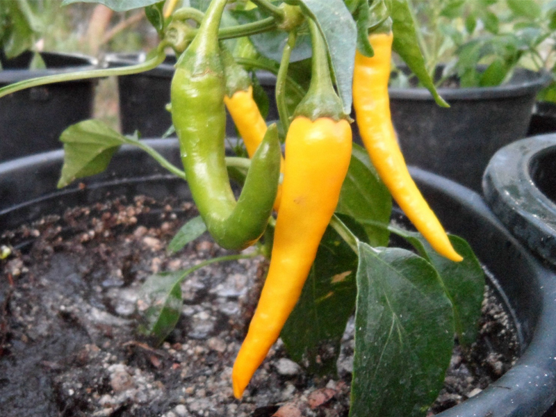 cayenne golden
