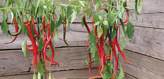 cayenne joes long