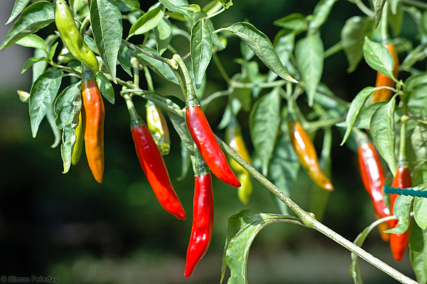 chili de arbol