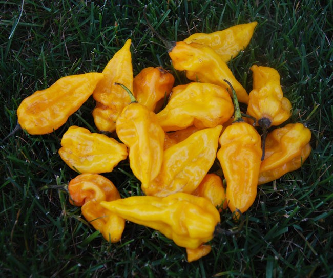 datil yellow
