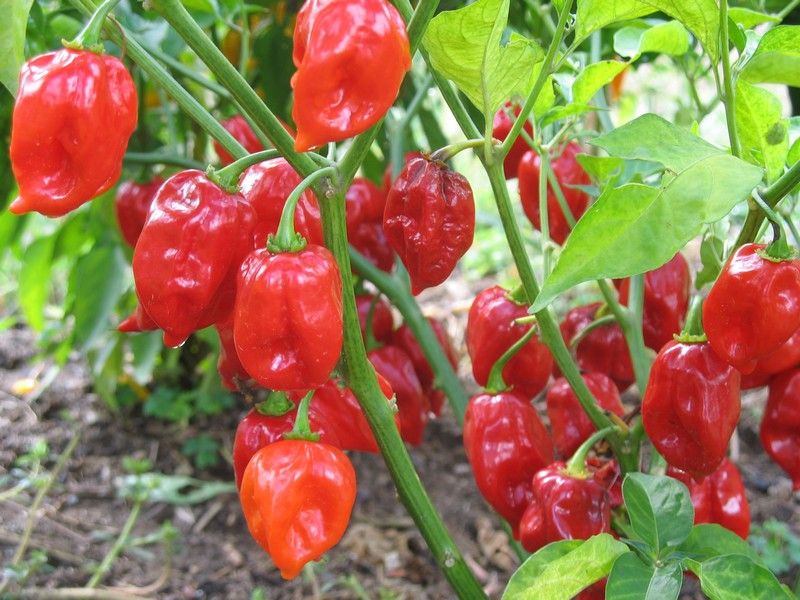 fatalii red