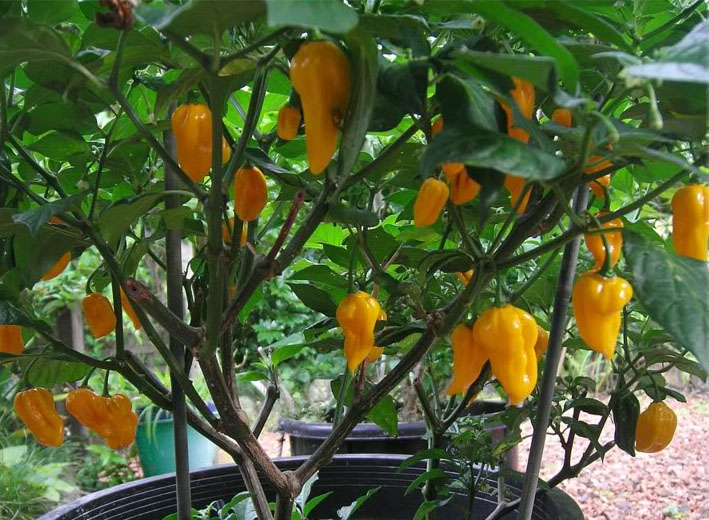 fatalii yellow