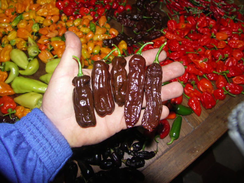 habanero chocholate long