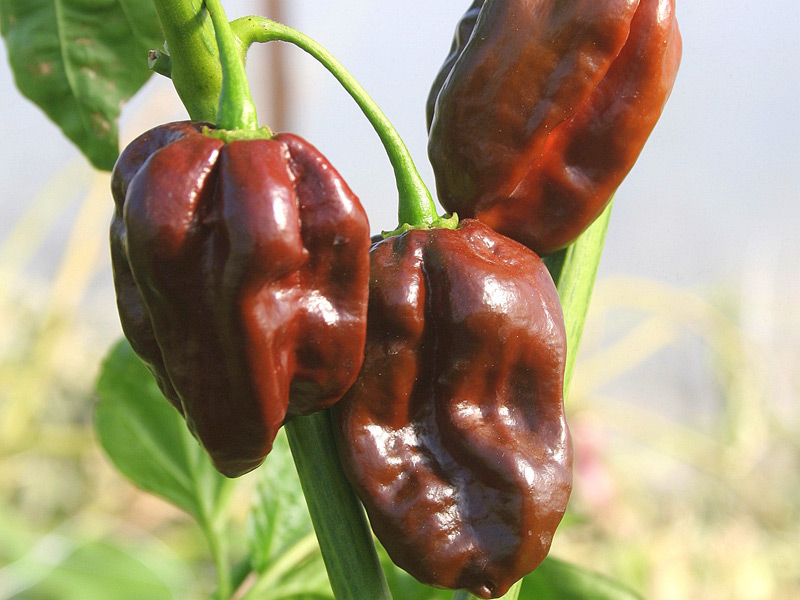 habanero chocolate