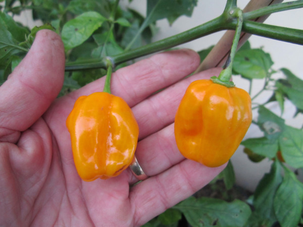 habanero golden
