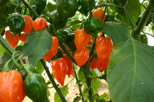 habanero orange