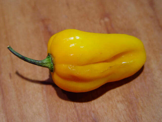 habanero yellow