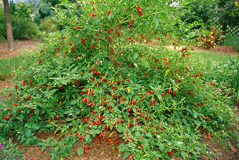 inca red drop