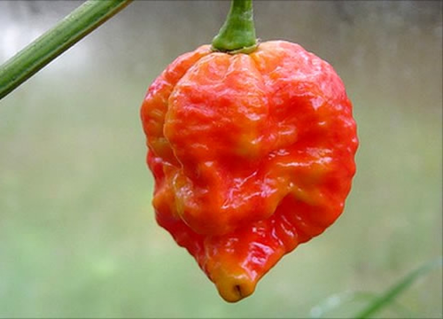 infinity chili