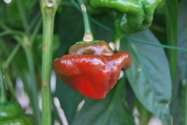 jamaican red