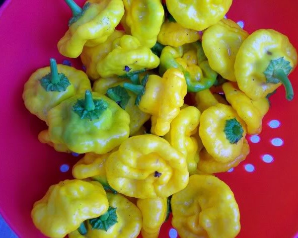mushroom yellow