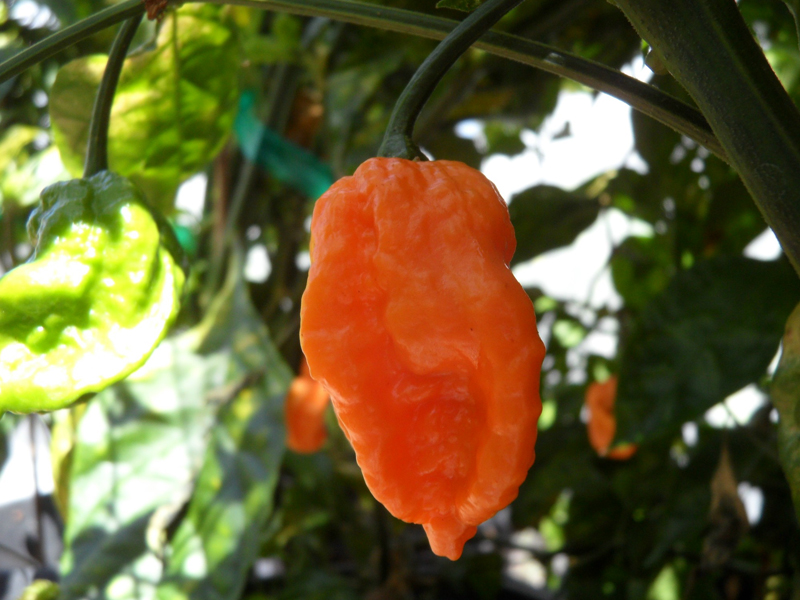 orange bhut jolokia