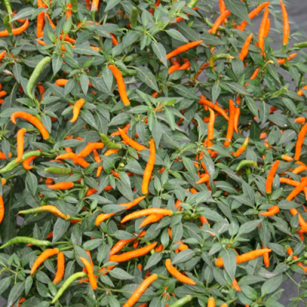 orange hot thai