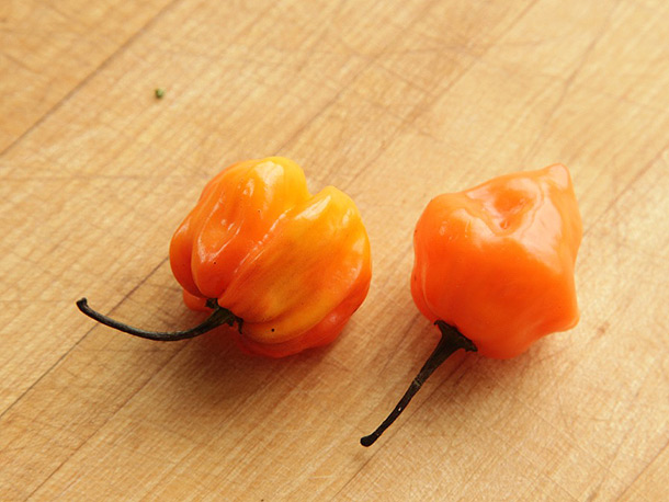 orange scotch bonnet habanero