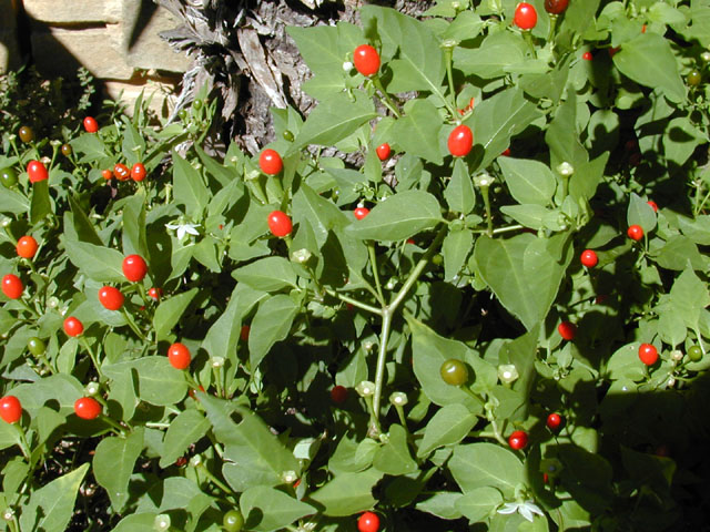 pequin