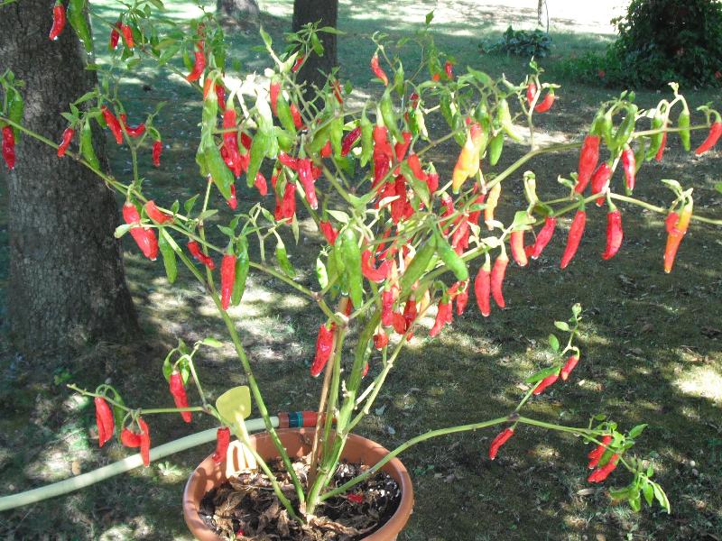red devil