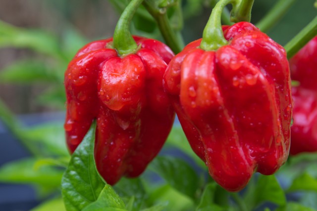 red habanero