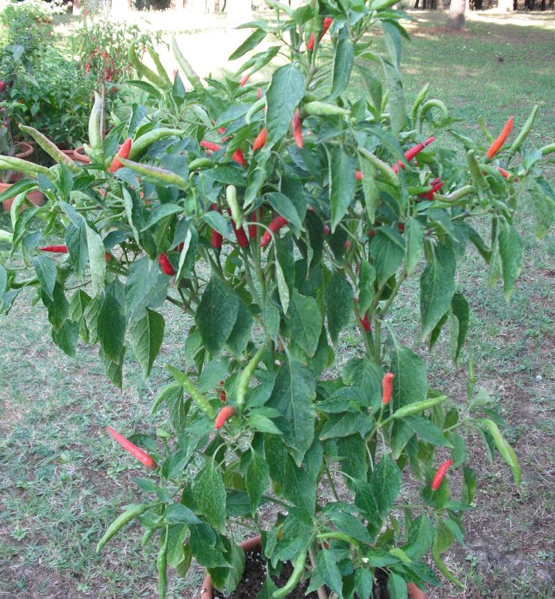 red hot thai