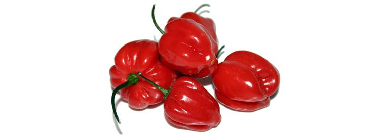 red savina habanero