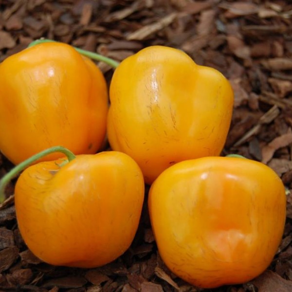 rocoto orange