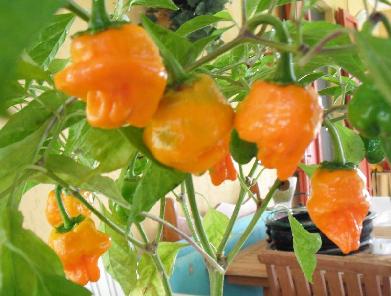 scotch bonnet orange
