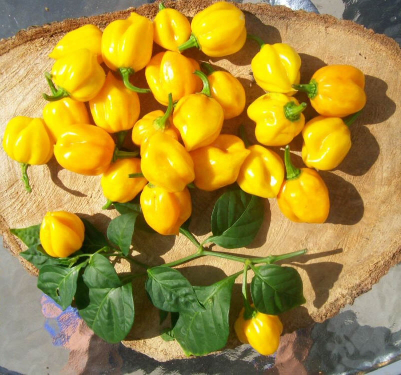 peperoncini scotch bonnet yellow
