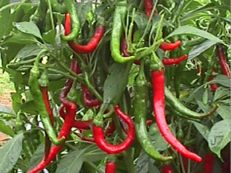 slim hot cayenne