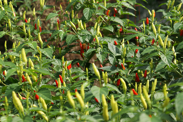 tabasco
