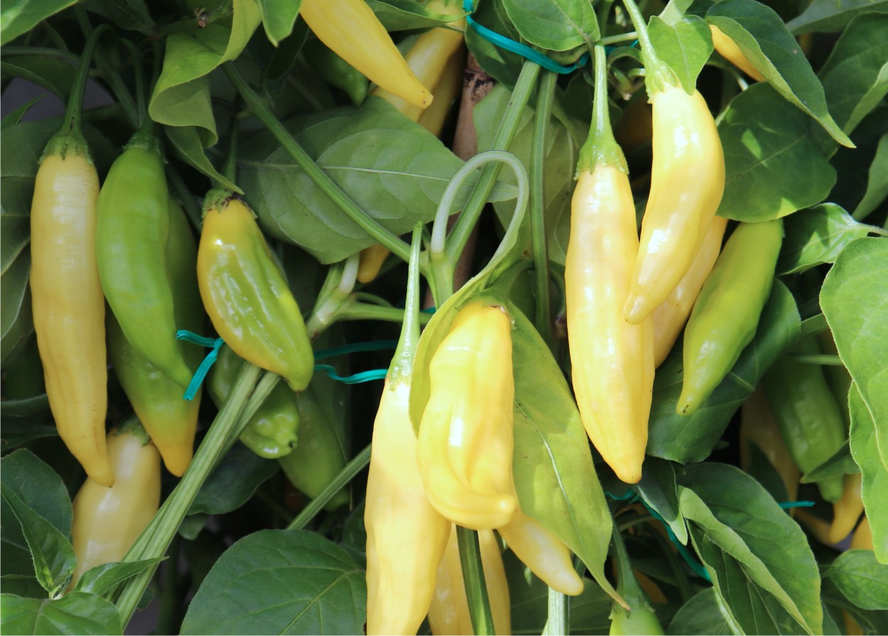 baccatum capsicum baccatum