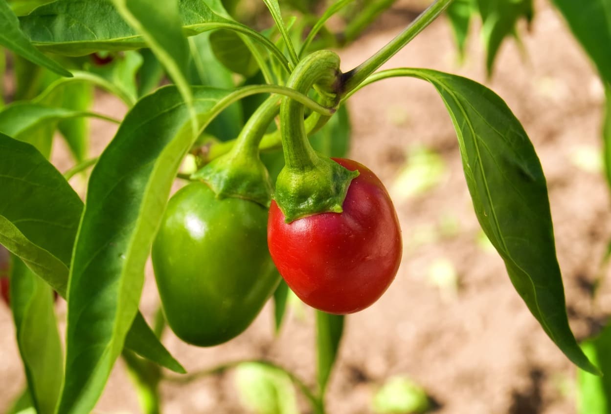 peperoncino pronto per il raccolto e altro verde