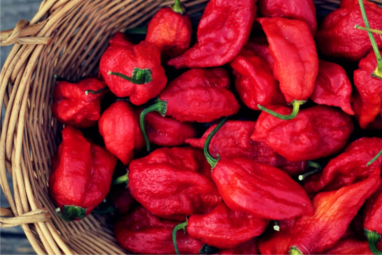 peperoncini più piccanti