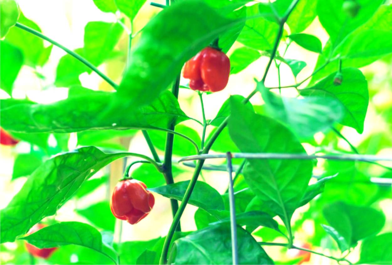 pianta di capsicum chinense