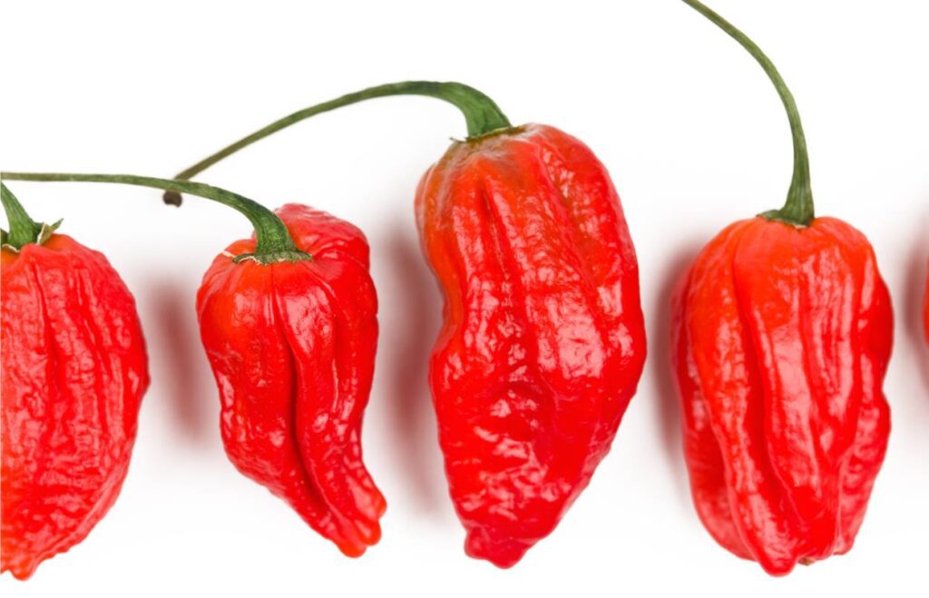 naga morich