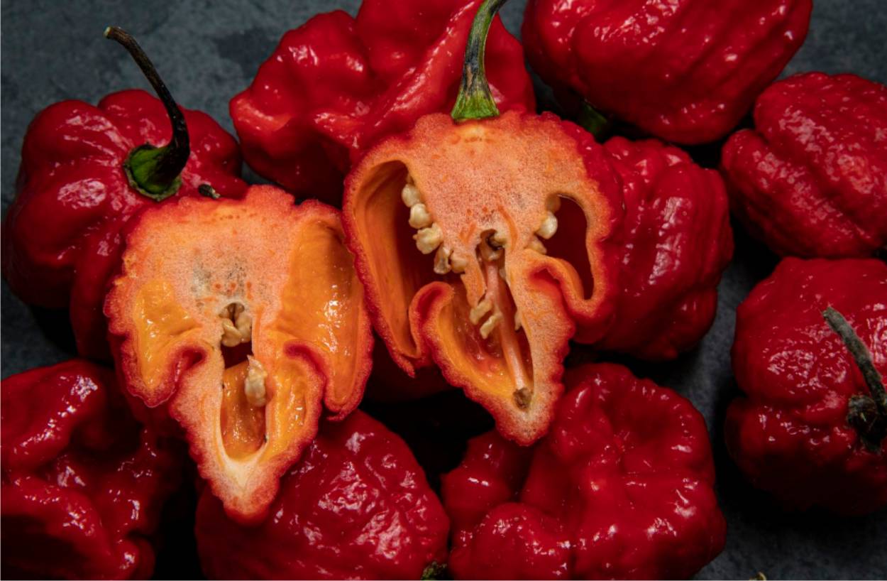 habanero peperoncino chinense
