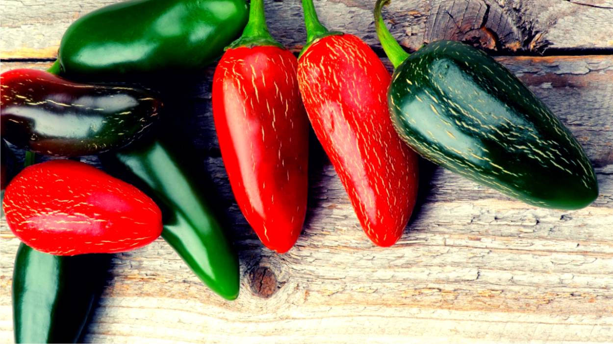 capsicum annuum jalapeno