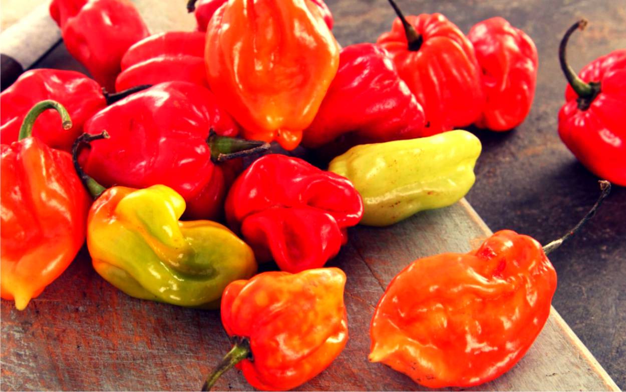 habanero peperoncini orange