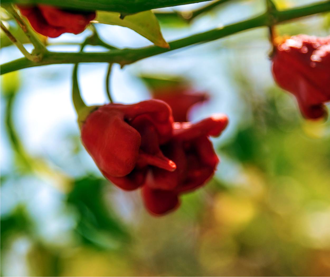 peperoncino carolina reaper
